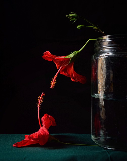 Free Hibiscus Flowers photo and picture