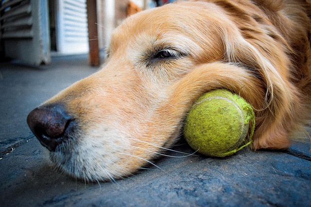 Free Dog Pet photo and picture