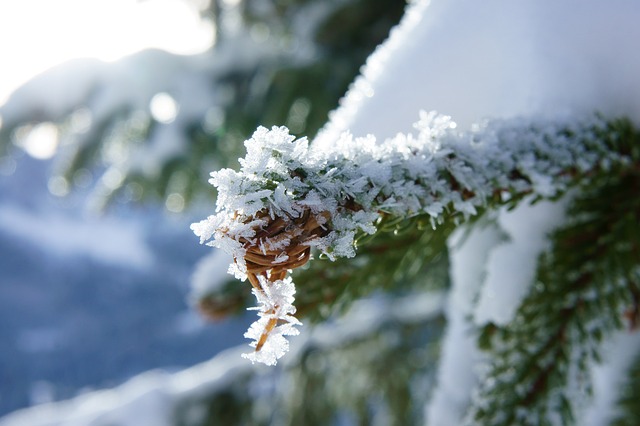 Free Snow Tree photo and picture