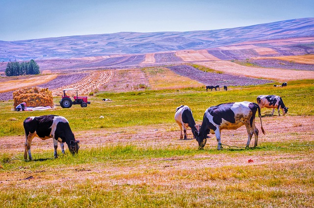 Free Landscape Cows photo and picture