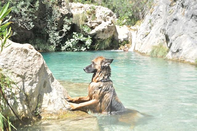 Hund, Wasser, Maskottchen