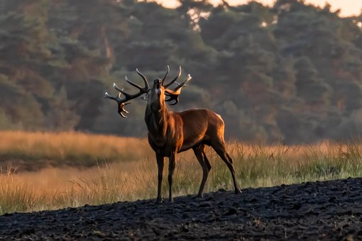 Free Hirsch Red Deer photo and picture