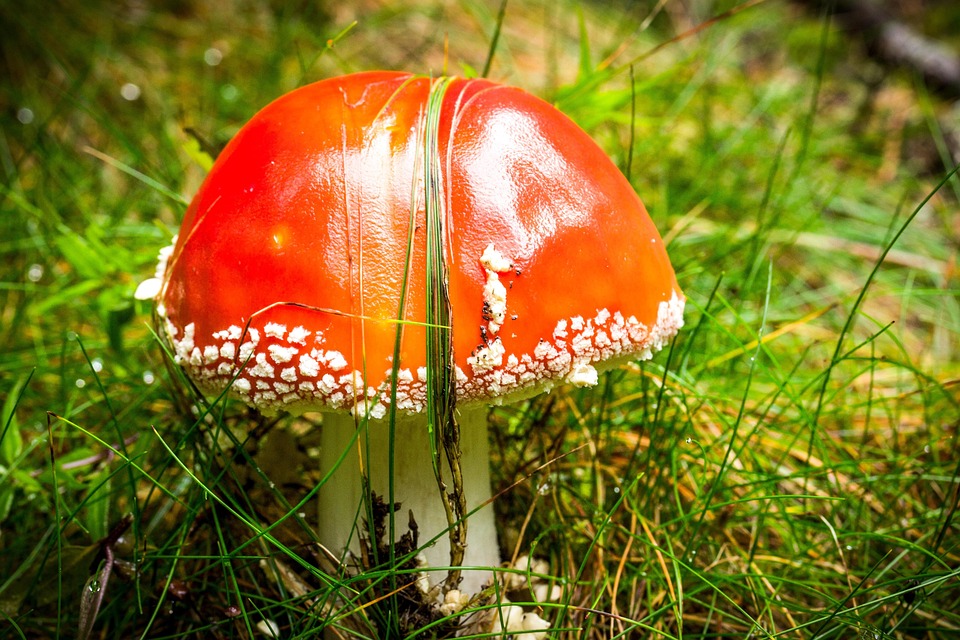キノコ 赤いきのこ 森林 - Pixabayの無料写真 - Pixabay