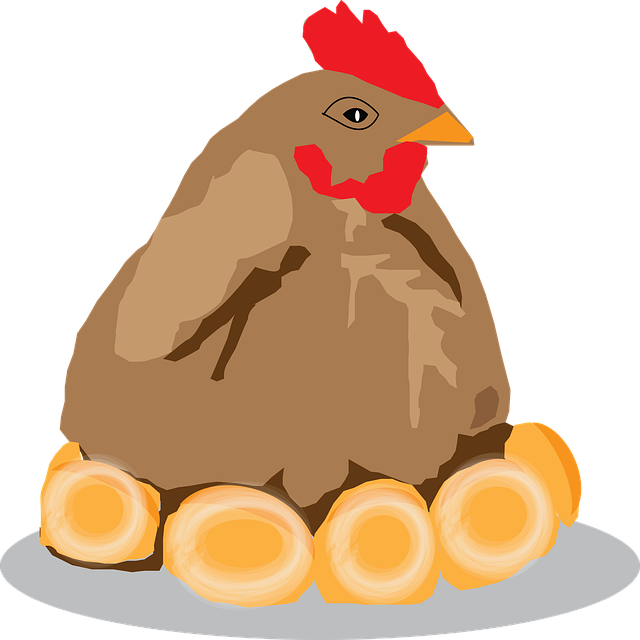 Kylling, Høne, Egg, Fugl, Dyr, Fjærfe