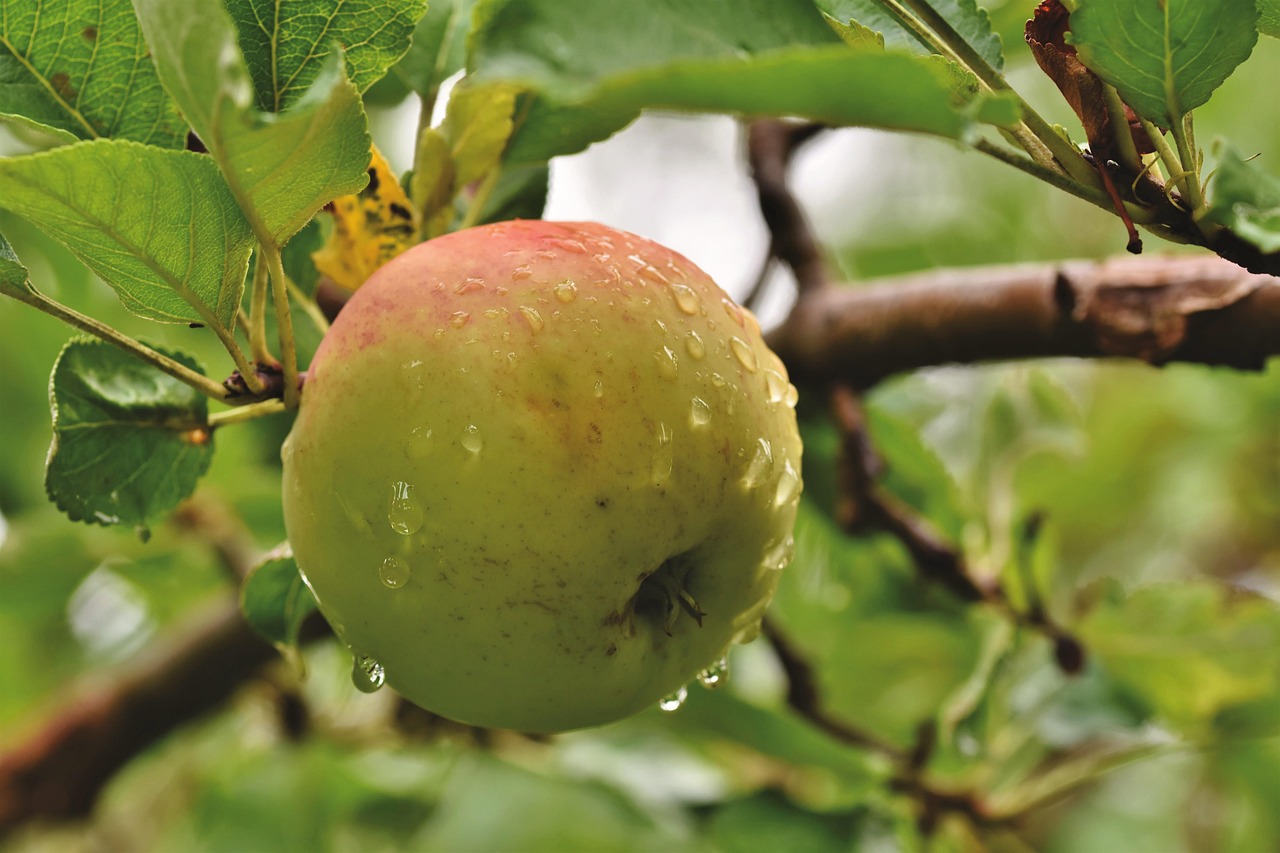 Green Apple Fruit Tree Free photo on Pixabay Pixabay
