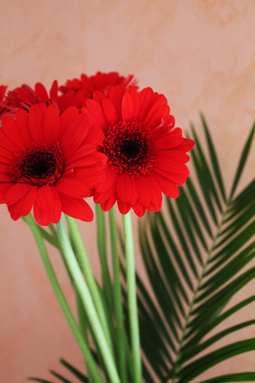 Gerbera Blombukett Blommar - Gratis foto på Pixabay - Pixabay