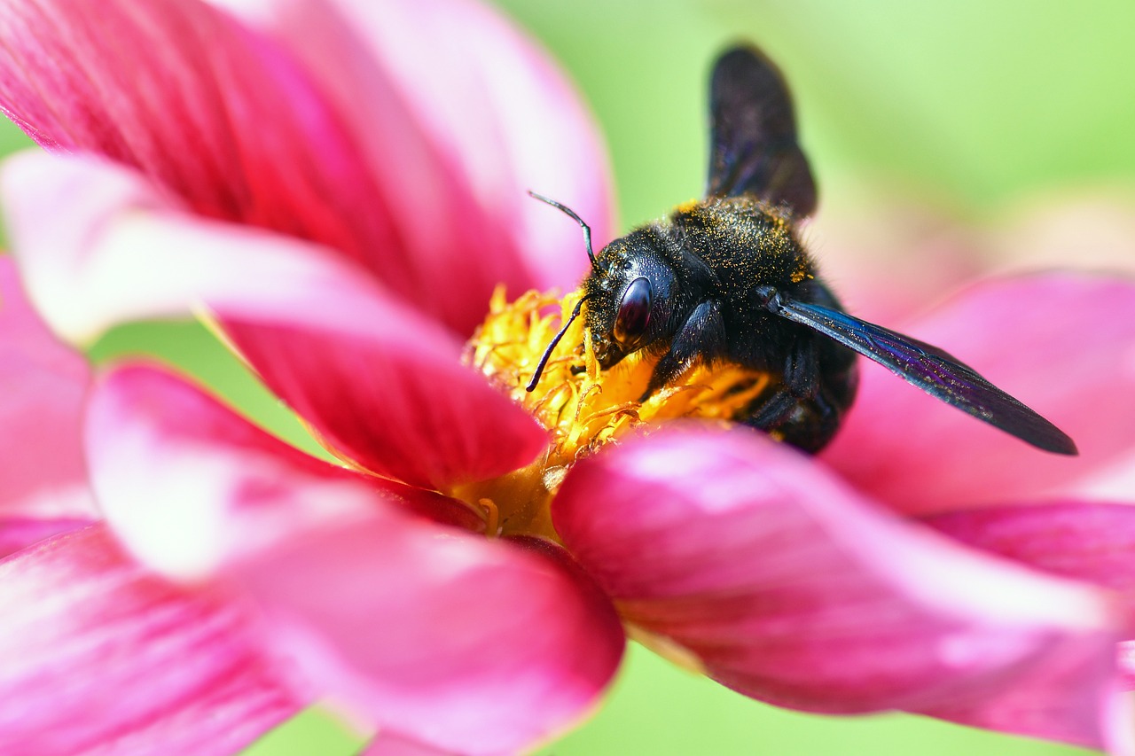 Bee Pollen Pollination Free photo on Pixabay Pixabay
