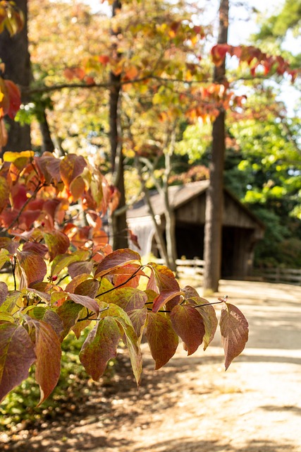 Val, Herfst, New England, Natuur