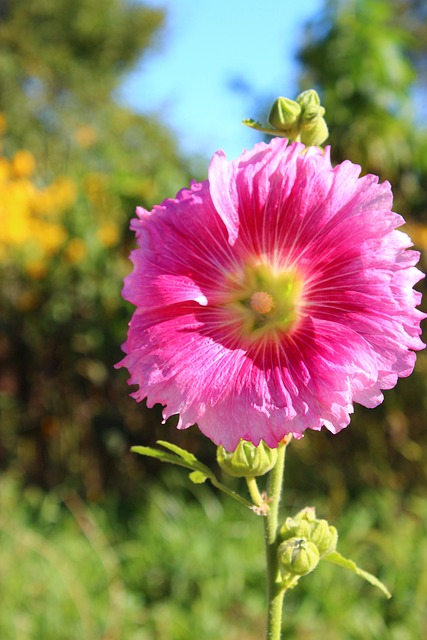 Bloem, Roze Bloem, Bloom, Mooie Bloemen