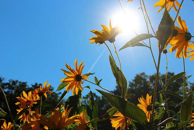 Geel, Lucht, Zonnebloem, Tuin, Bloemen