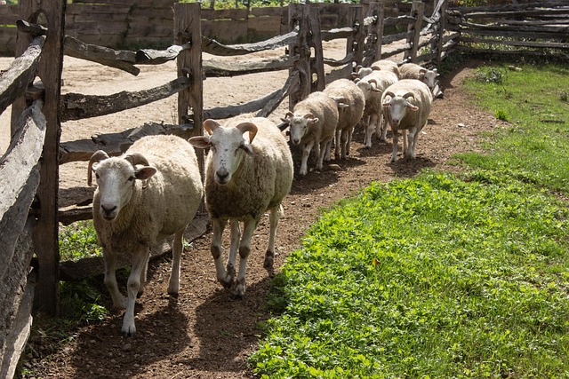 Schaap, Kudde, Boerderij, Wol, Dier