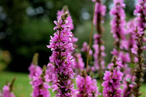 Blomster, Plante, Eng, Blomstre, Blomst