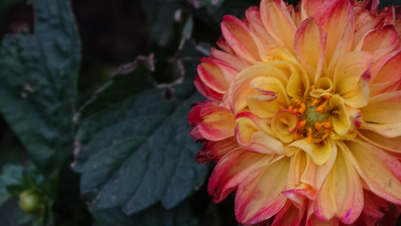 Dahlia Fleur Bloom - Photo gratuite sur Pixabay - Pixabay
