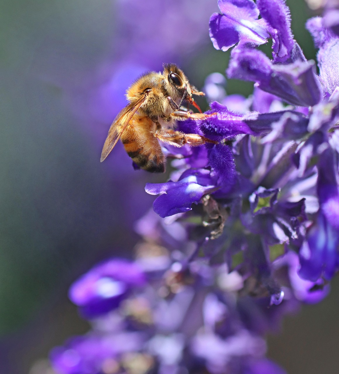 Bij Insect Verstandig - Gratis foto op Pixabay - Pixabay