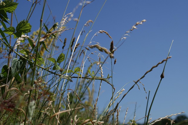 Natuur, Lucht, Denemarken, Landschap