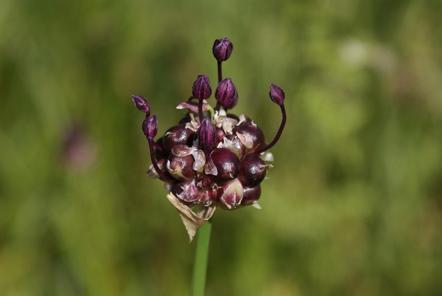 Bloem, Wilde Bloemen, Bloeiend, Flora