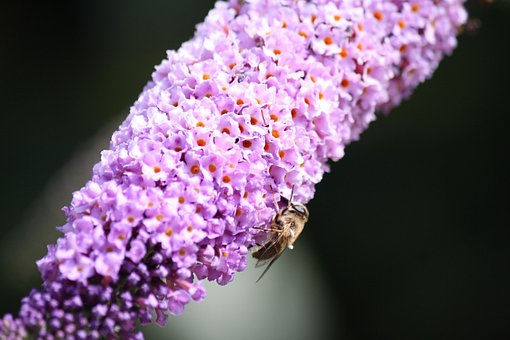 Free Butterfly Bush Bee photo and picture