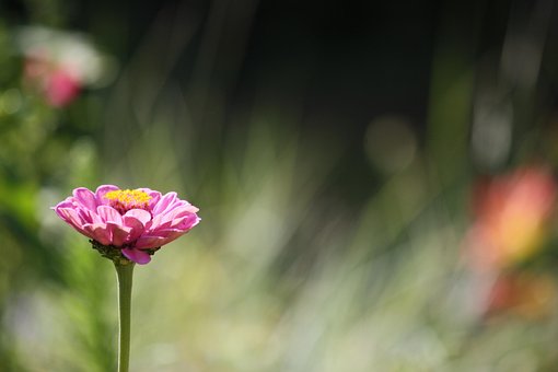 Free Flower Pink Flower photo and picture
