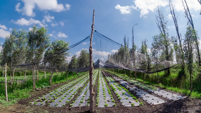 Xochimilco, Cultivo, Chinampas, Alface