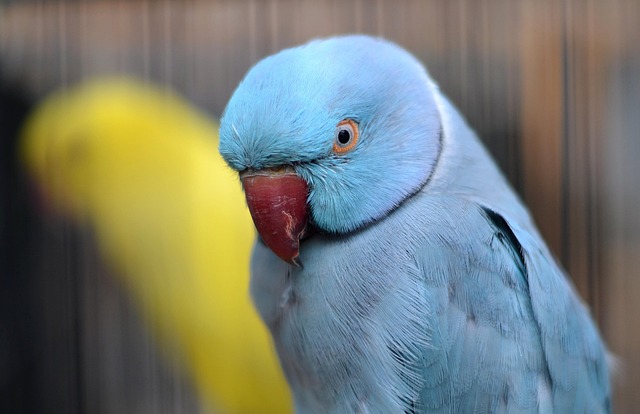 Free Parrot Bird photo and picture