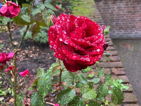 Rosa, Vermelho, Flor, Beleza, Plantar