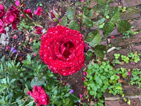 Rosa, Vermelho, Flor, Beleza, Plantar