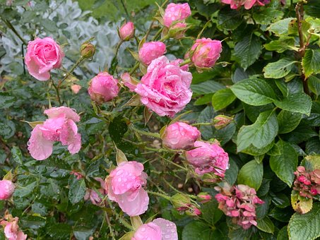 Rosa, Flor, Beleza, Plantar, Romântico