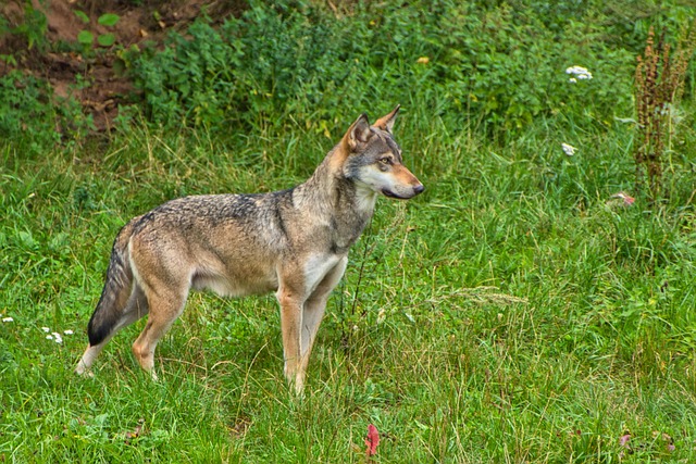 Free Wolf Animal photo and picture