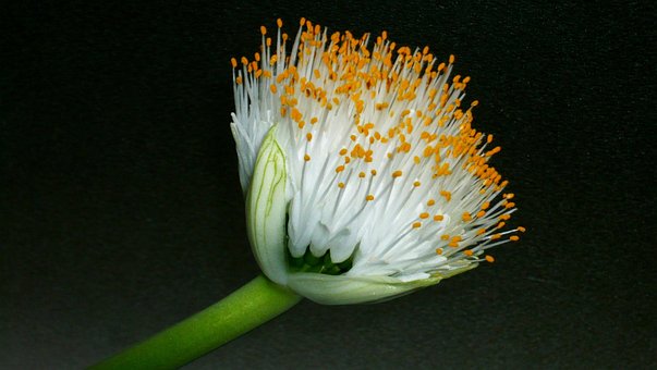 Blühen, Haemanthus, Krvokvět, Weiß