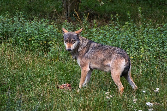 Free Wolf Animal photo and picture