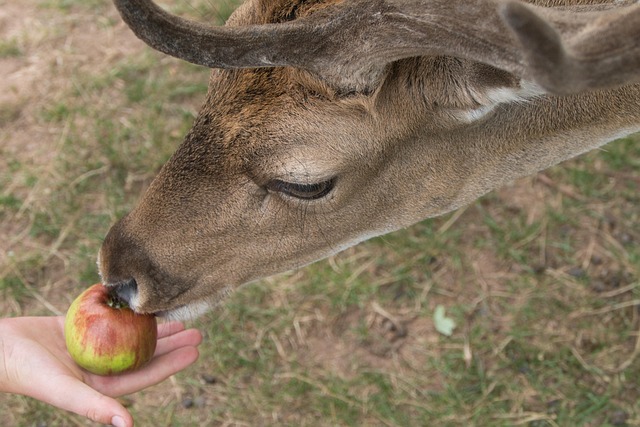 Free Deer Fallow Deer photo and picture