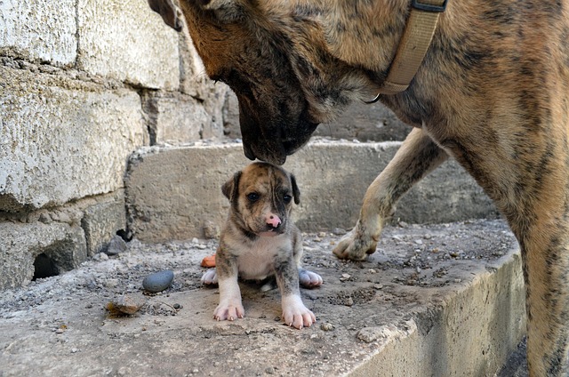 Free Dogs Puppy photo and picture