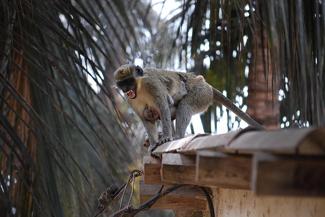 Free Vervet Monkey Monkey photo and picture