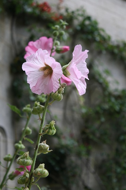 Free Alcea Rosea Hollyhock photo and picture