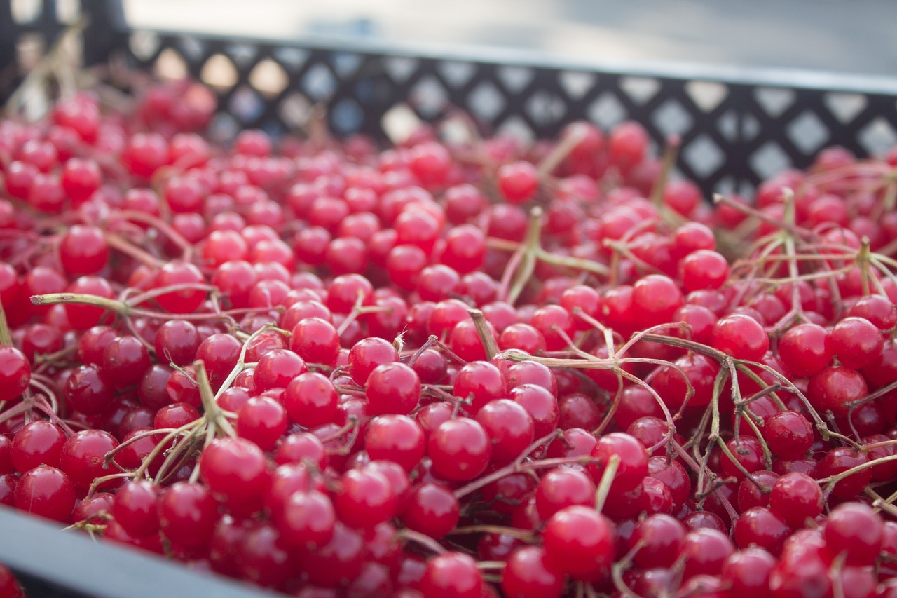 Berries Red Currant Harvest Free photo on Pixabay Pixabay