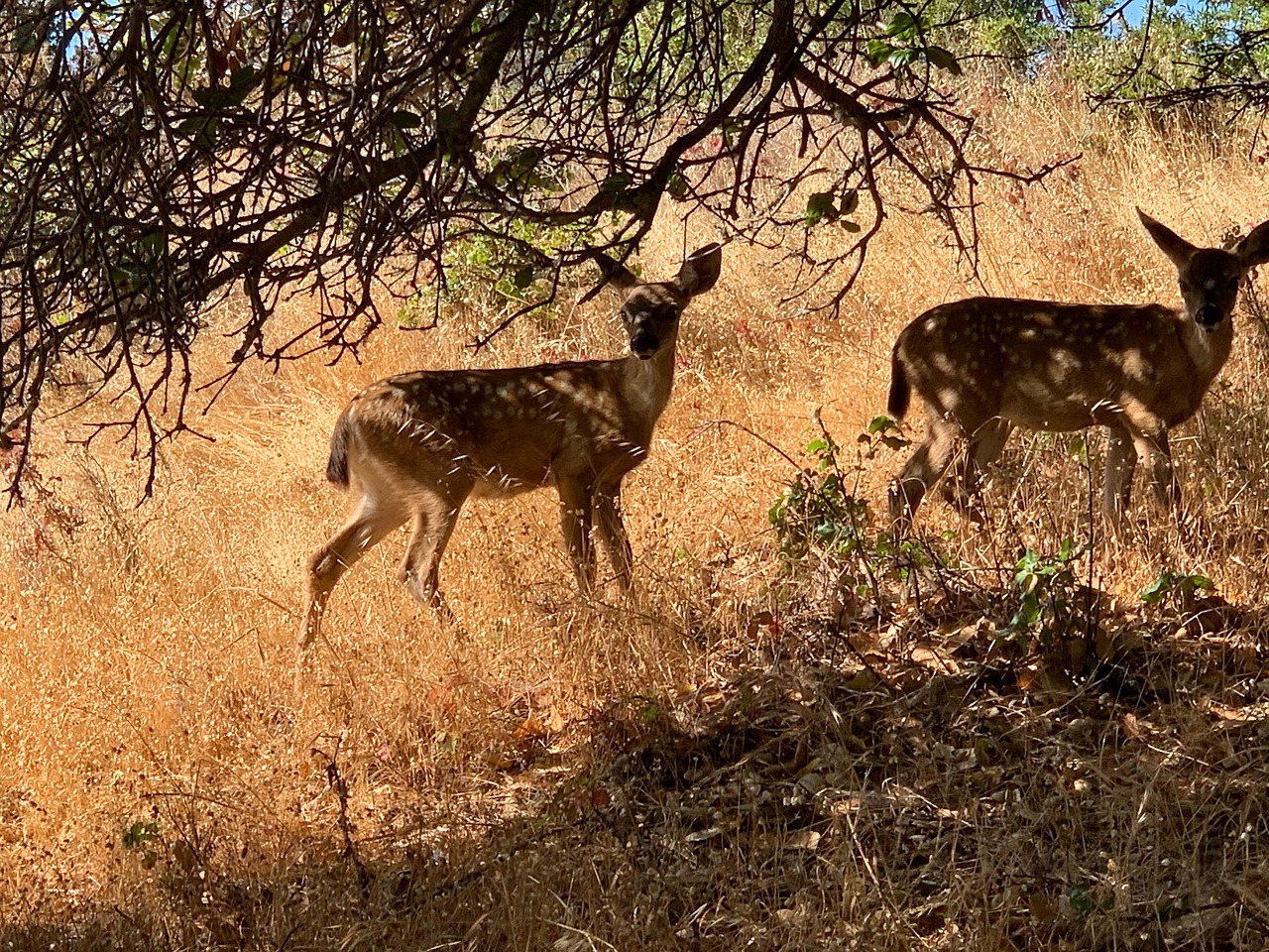 Deer China Camp State Park - Free photo on Pixabay - Pixabay