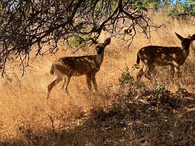 Deer China Camp State Park - Free photo on Pixabay - Pixabay