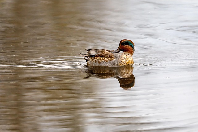 Free Duck Bird photo and picture