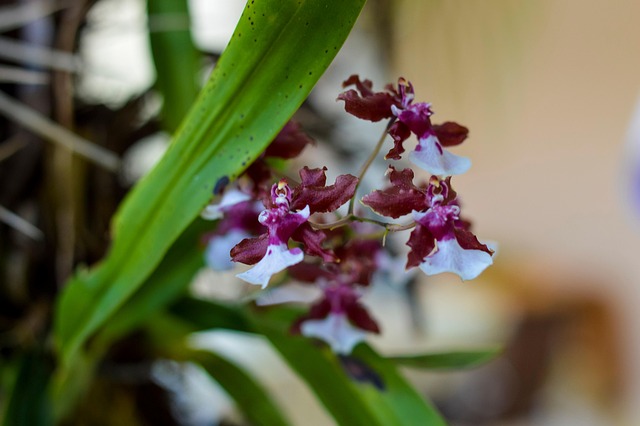 Free Mini Orchid Flower photo and picture