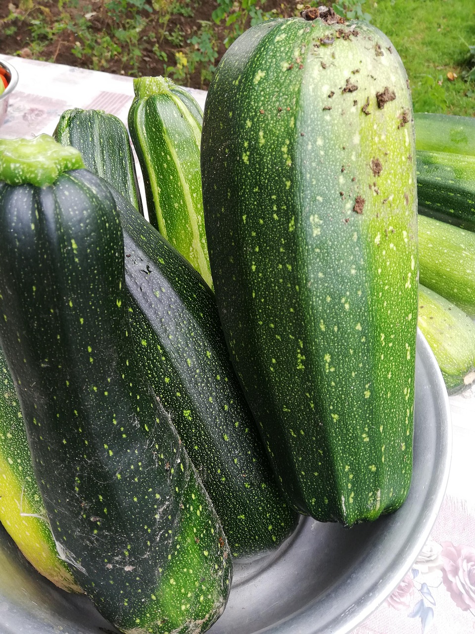 Zucchini Vegetable Garden Summer Free photo on Pixabay