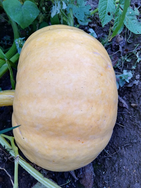 Calabaza, Huerto, Día, El Verano, Crece