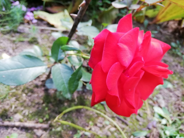 Rose, Rojo, Día, Naturaleza, El Verano