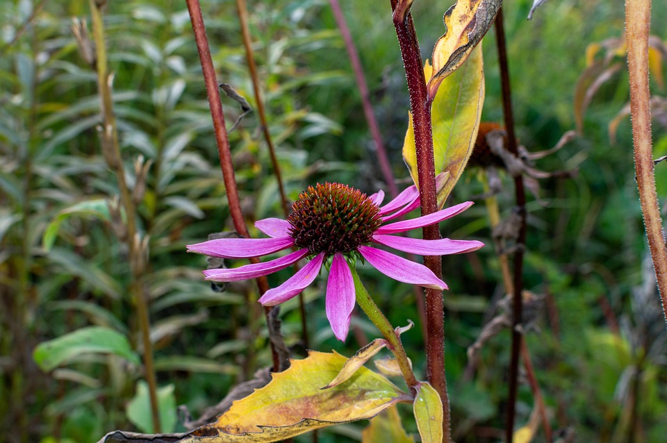 Coneflower 花粉花 Pixabay上的免费照片