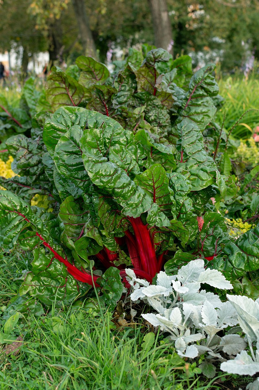 Chard Flower Bed Landscaping - Free photo on Pixabay - Pixabay