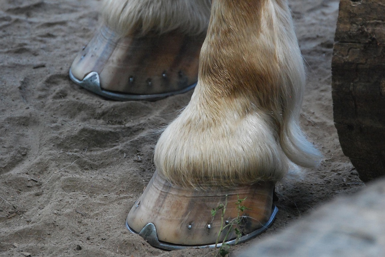 Hooves Horse Horses Free photo on Pixabay Pixabay