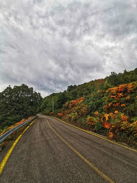 Free Nature Path photo and picture