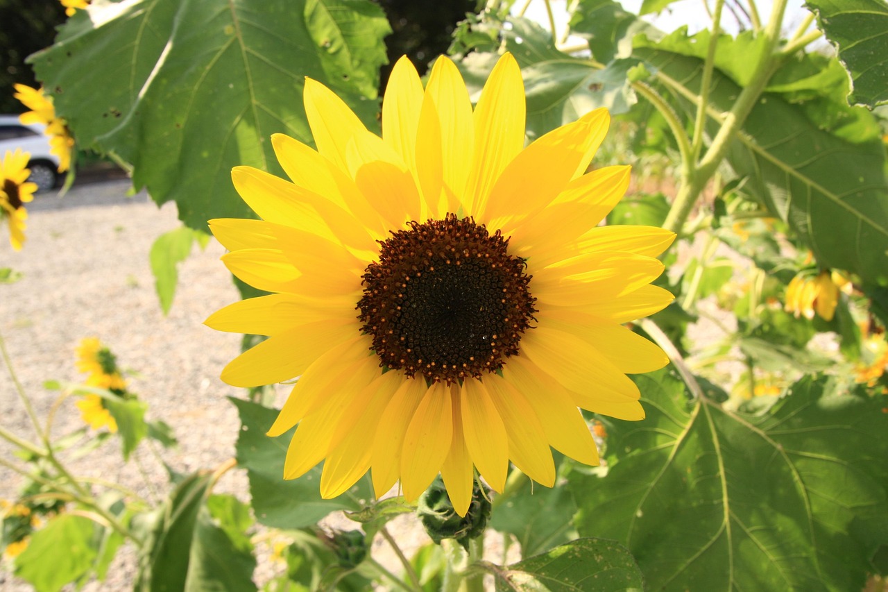  Sonnenblume - Kostenloses Foto auf Pixabay - Pixabay Bildidee 