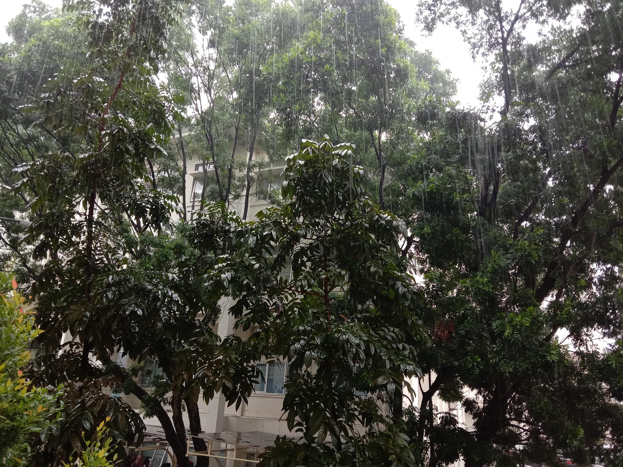雨 独自的 树 - Pixabay上的免费照片 - Pixabay