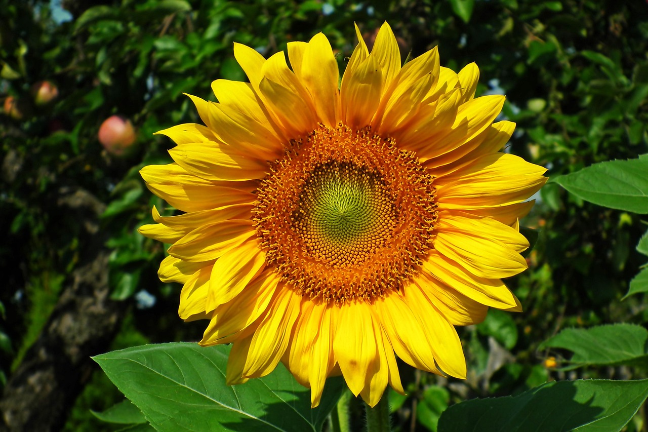 Flower Sunflower Pollen Yellow - Free photo on Pixabay - Pixabay