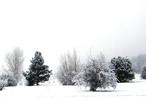 Winter, Schnee, Bäume, Das Flugzeug